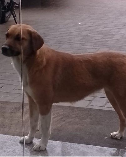 Cão