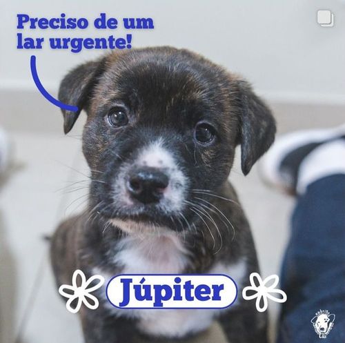 Cão