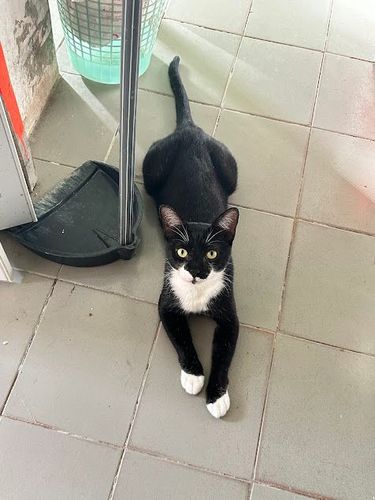 Gato