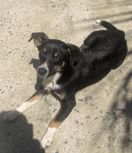 Chico
