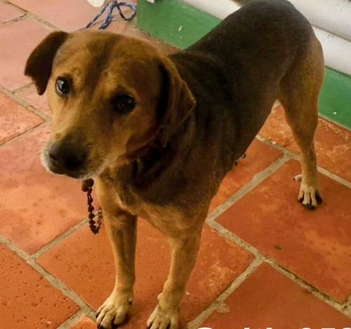 Cão