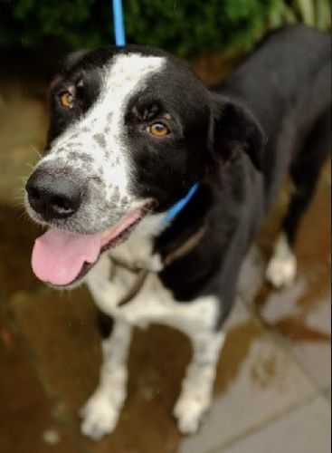 Cão