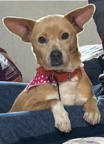 Cão