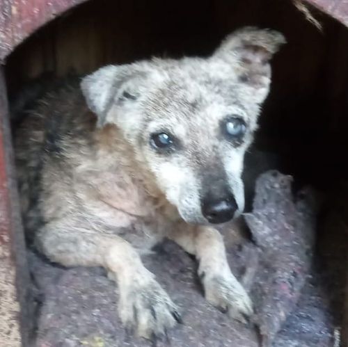 Cão