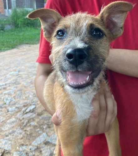 Cão