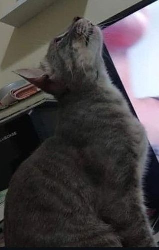 Moke