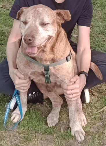 Cão