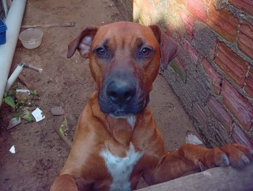 Betoven
