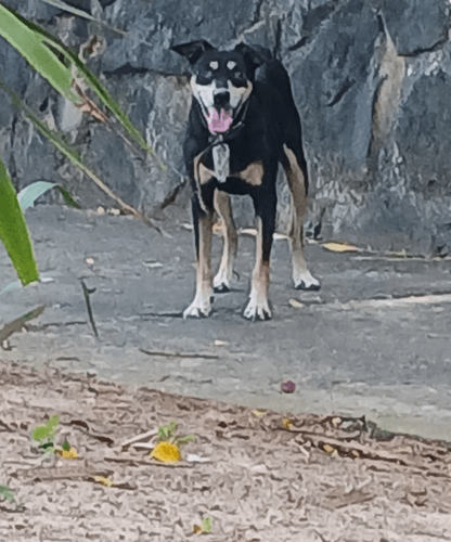 Cão