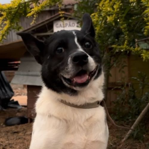Cão