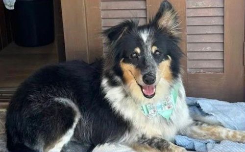 Cão