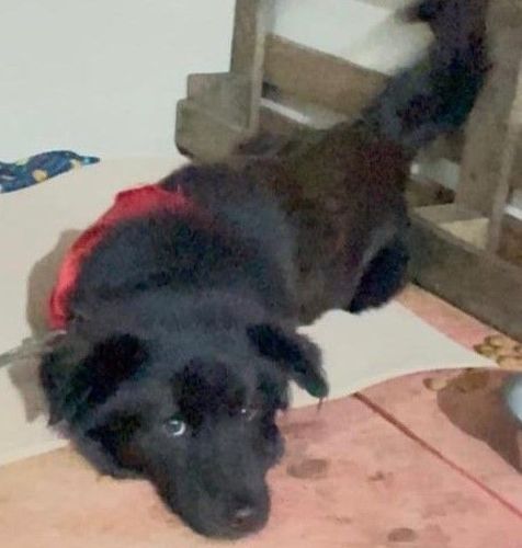 Cão