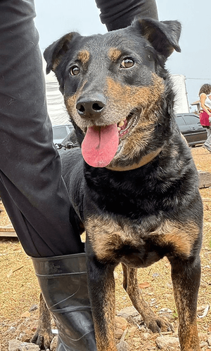 Cão