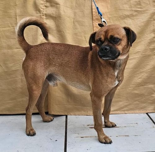 Cão