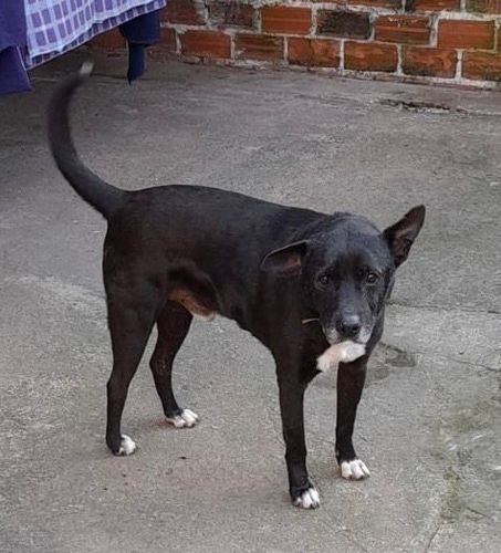 Cão