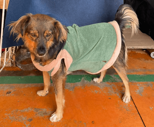 Cão