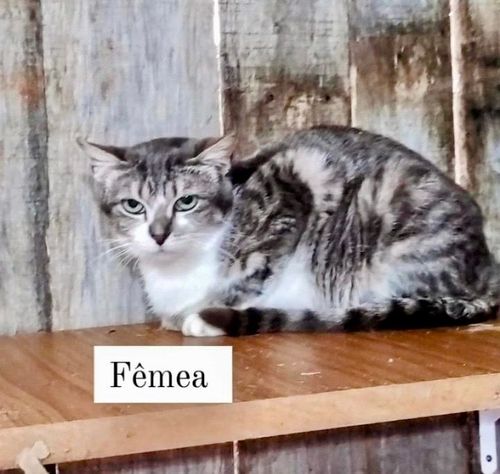 Gato