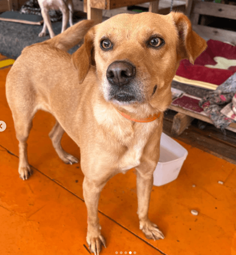 Cão