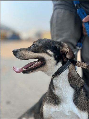 Cão