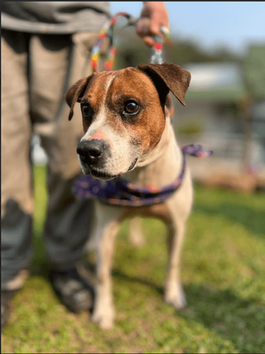 Cão