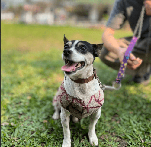 Cão