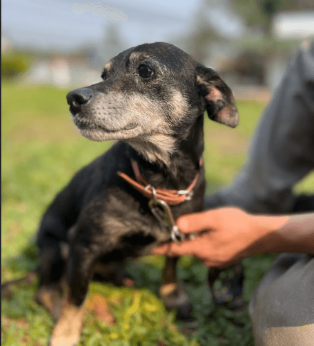 Cão