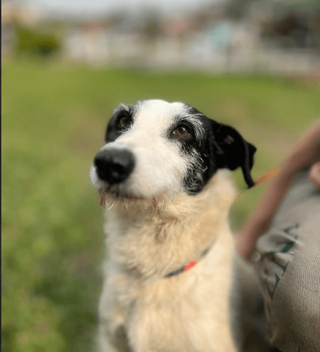 Cão