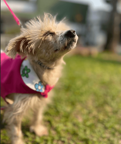 Cão