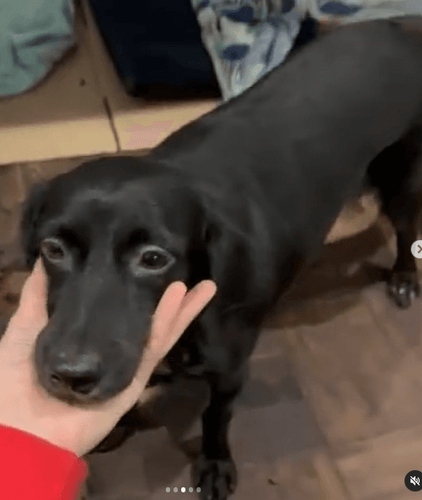 Cão