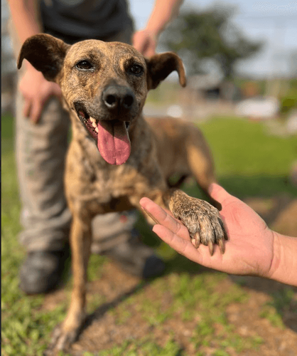 Cão