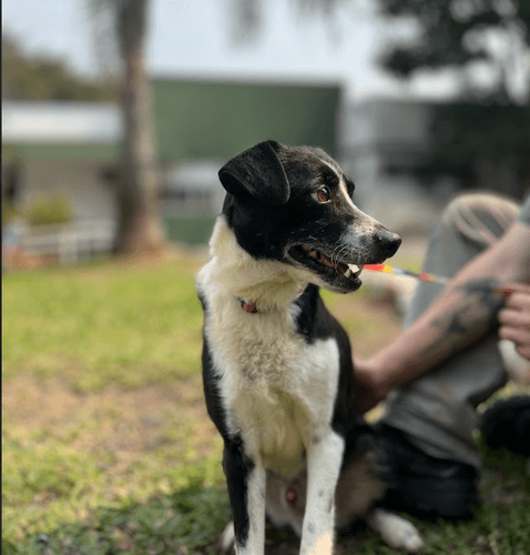 Cão