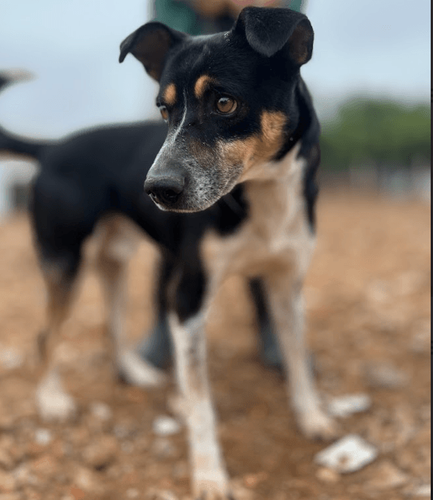 Cão