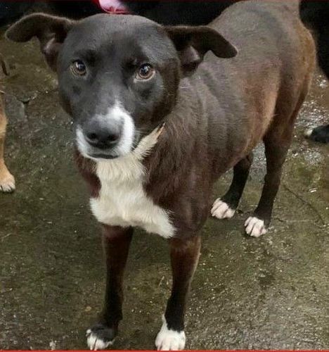Cão