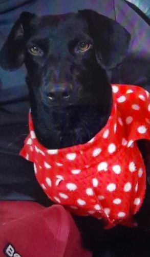 Cão
