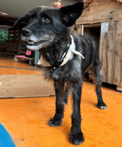 Cão