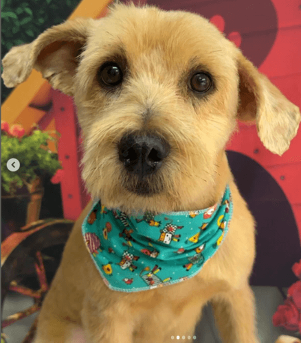 Cão