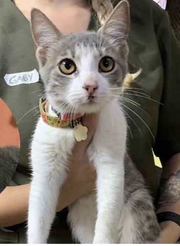 Gato