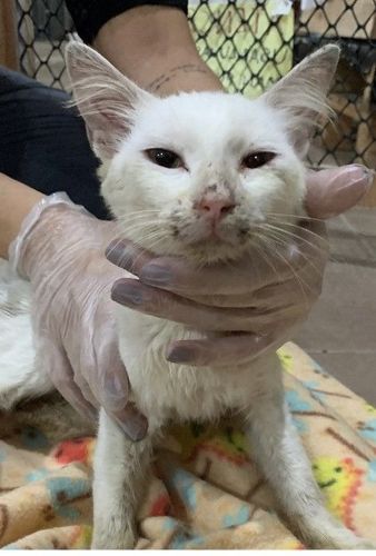 Gato