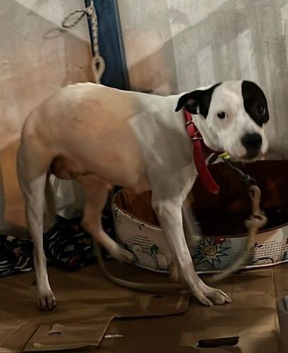 Cão
