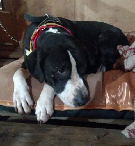 Cão