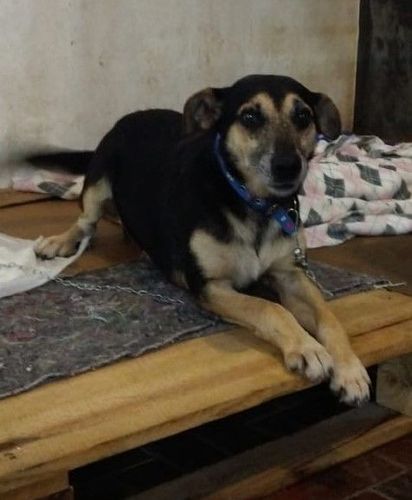 Cão