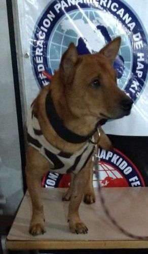 Cão