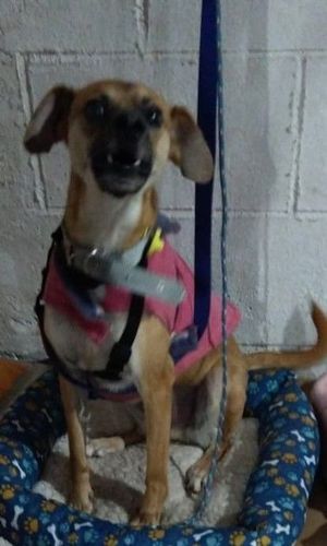 Cão