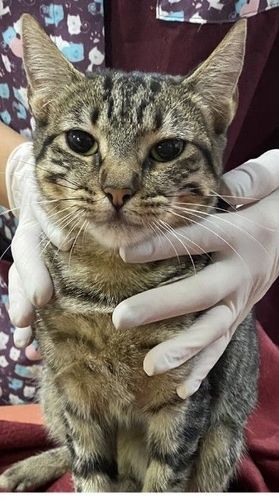 Gato