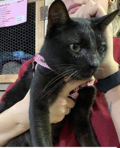 Gato