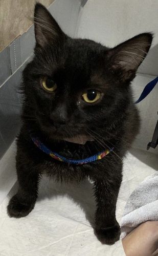 Gato
