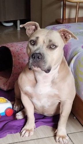 Nala