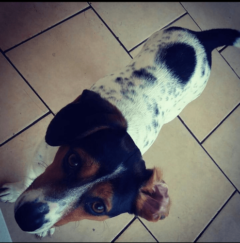 Lilica