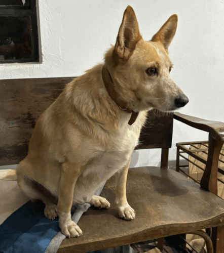 Cão