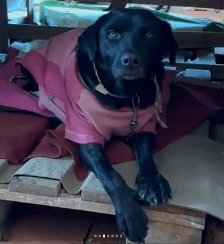 Cão